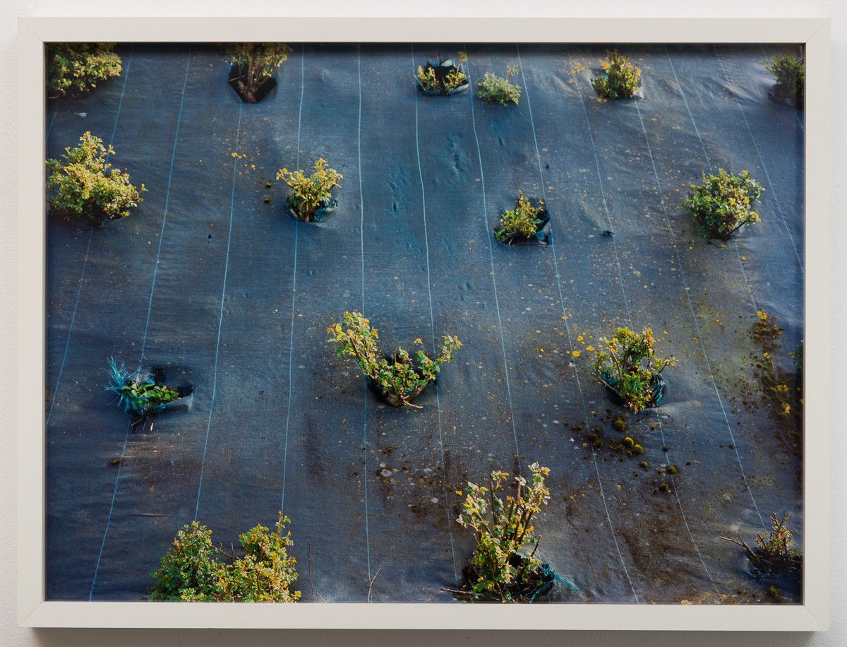 Beplanting (3027) — Marte Aas