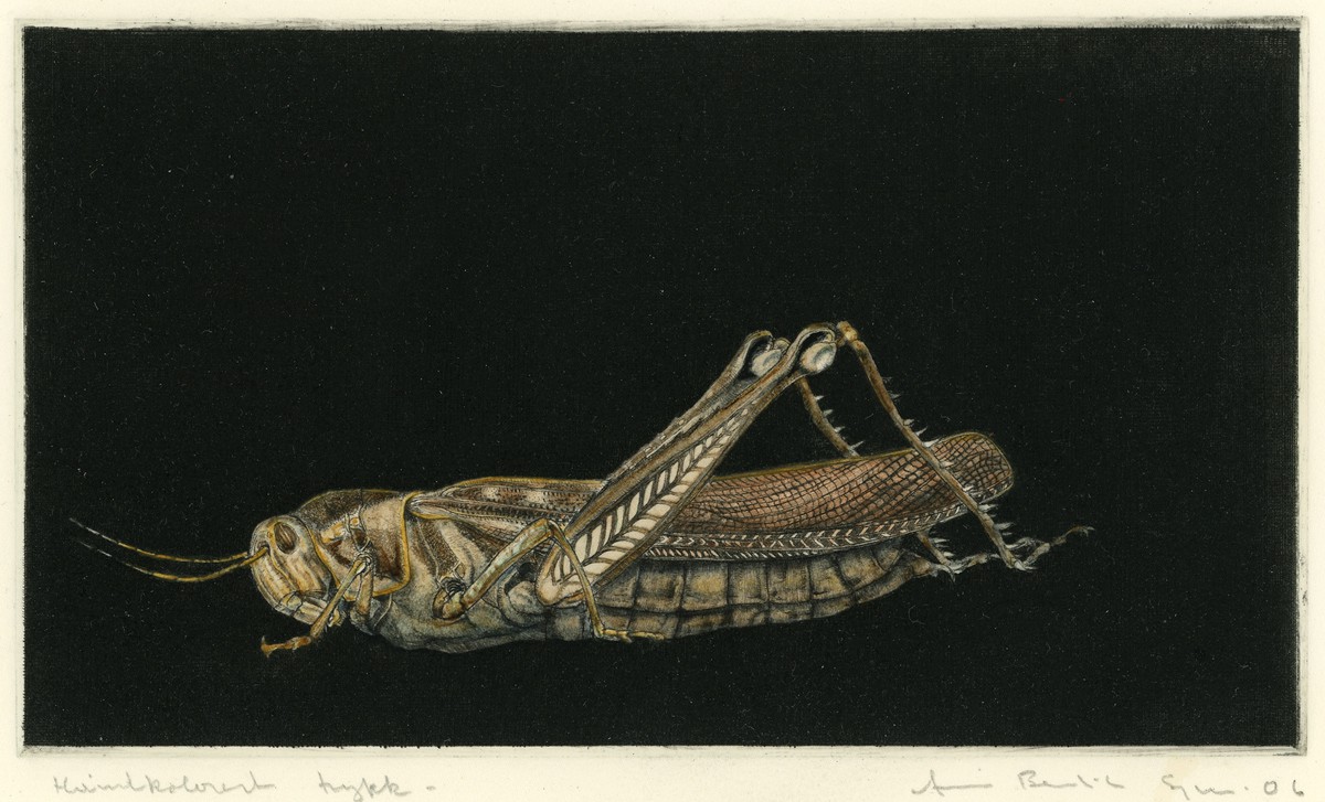 Elegant gresshopper (2006) — Arne Bendik Sjur
