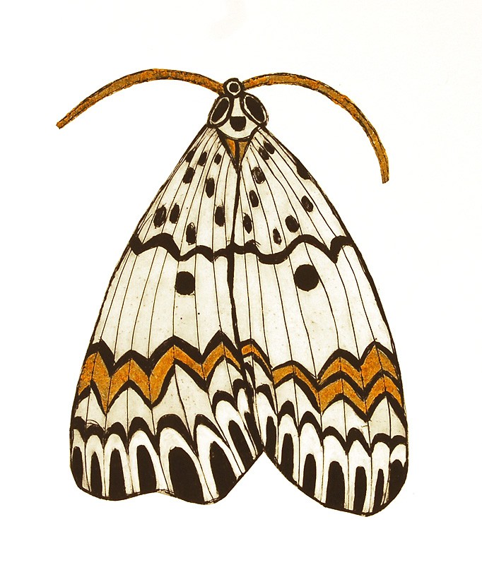 Sommerfugl (2008) — Randi Eilertsen