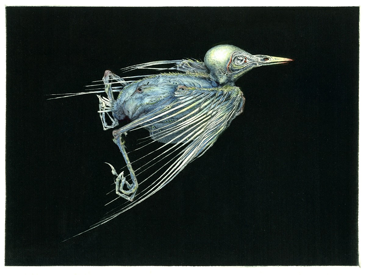 Blå stær (2011) — Arne Bendik Sjur