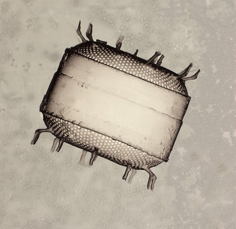 Diatome 7 (2010) — Ellen Karin Mæhlum