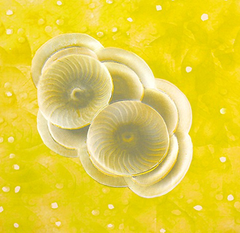 Coccolith 5 (2010) — Ellen Karin Mæhlum