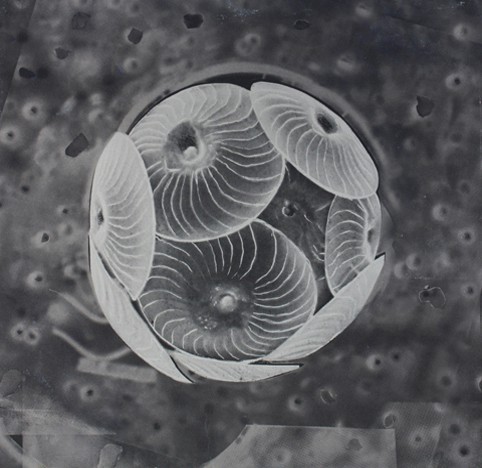 Coccolith 6 (2010) — Ellen Karin Mæhlum