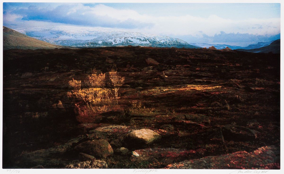 Fjellbjørk (2011) — Anders Kjær